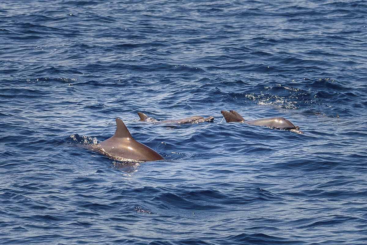 Dauphins