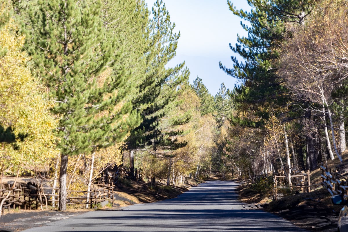 Route de forêt en Sicile